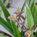 꽃보다 보세 이미지