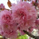 댄스스포츠(자이브) 중급 이미지