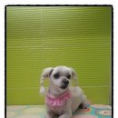 둘리애견미용샵 이미지