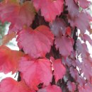 참새의 정원 이미지