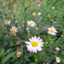 푸드인외식 이미지