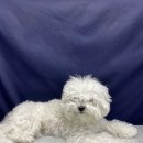 365동판교동물병원 이미지