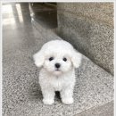 고양&화이트퍼피켄넬 | 김포강아지분양 비숑 분양처 알아보다 결정한 후기