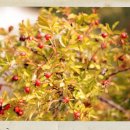 호숫가의 풍경 이미지