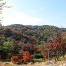 단풍나무 이미지