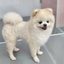 딩굴댕굴 애견호텔 유치원 이미지