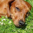 포인트동물의료센터 이미지