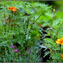 멜로디언 이미지