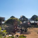 울산보리밥 이미지