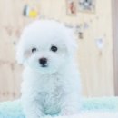 더독스 미니 이미지