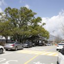 정자나무아래 이미지