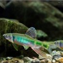 피라미다 이미지