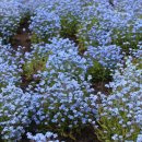 물망초forgetmenot 이미지