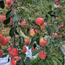 모싯골농장 이미지