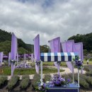 카페서정시대 | 💜양산 가볼만한곳: 느티나무의사랑 카페 2026 라벤더 축제 실시간 개화상황 & 피크닉 대만족 후기💜