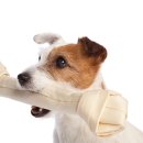 반려동물행동교정사 이미지