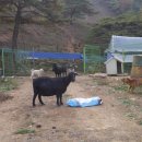 서열농장 이미지