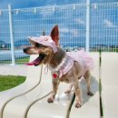 가야무도장 이미지