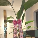 디올레치과의원 이미지