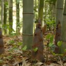 대나무골 이미지