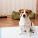 에스동물병원 이미지