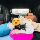 휴식 Ⅱ | 🚢 강아지들과 함께 배로 떠난 제주도 여행 (퀸제누비아Ⅱ 이용후기)