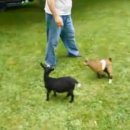 아기염소 이미지