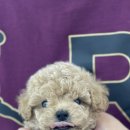 오마이퍼피 이미지