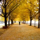 은행나무길(경제진흥원앞) 이미지