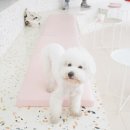 애견취향 이미지