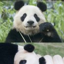 판다
