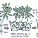 홍콩야자번식.bmp 이미지