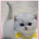 고양이 분양 제나캣 울산점 이미지