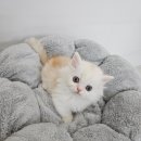 안녕, 멍냥 이미지