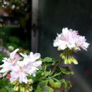 스텔라티스 이미지