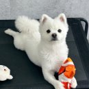 놀러오개 애견유치원 애견호텔 전주점 이미지