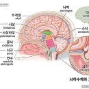 뇌하수체 종양[D35.2]으로 악성뇌하수체종양[C75.1]진단비를 받을 수 있는지 여부 이미지