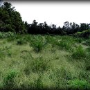 청솔농원 이미지