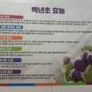 백년초바지락칼국수 이미지