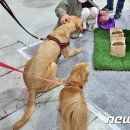 더페어스 뉴스1