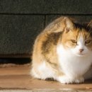 김해동물메디컬센터 이미지