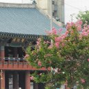 배롱나무거리 이미지