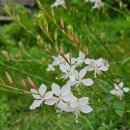 【가우라 린드헤이메리 Gaura lindheimeri】 「나비 바늘꽃, 월링 버터플라이즈 whirling butterflies」 이미지