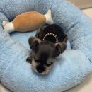 24시 포항 이음동물의료센터 이미지