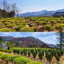 공설묘원 | 남양주 무량사 수목장, 제대로 알고 진행하려면