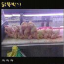 오늘의닭 이미지