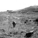 장산목장 이미지