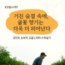 감귤노리터 일기] 제주 카라향 수확과 김민호 농부의 하루.거친 숨결 속에 , 귤꽃 향기는 더욱 더 피어난다