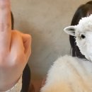 사라보래 이미지