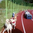 써니도그 이미지